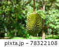 Fresh durian in garden.Asian fruits with nature landscape 78322108
