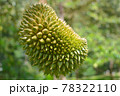 Durian in garden.Fresh organic durian fruits. 78322110
