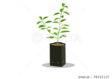 Sprout young seedling in black bag.Lime tree seedling vector isolated white background.Plant little Lemon tree.Asia lime in Plastic Plants. 78322115