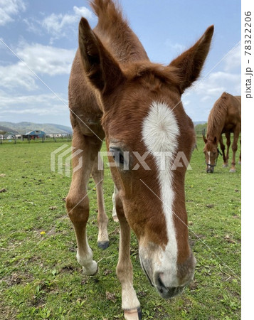 子馬ちゃんの顔アップ 78322206