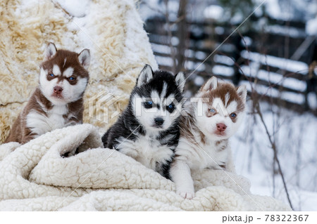Cute husky puppies, felt boots in the snow and husky puppy Cute husky puppies, felt boots in the snow and husky puppy 78322367