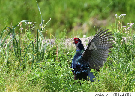 里山で母衣打ちをするオスのキジ 78322889