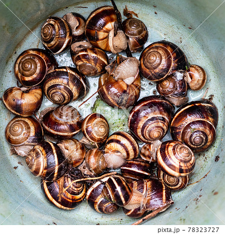 many snails (helix lucorum) in plastic bucket 78323727