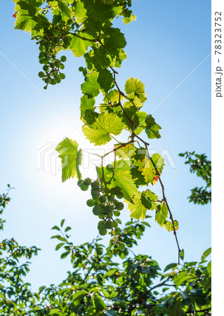 grape vine with blue sky and sun on background grape vine with blue sky and sun on background 78323752
