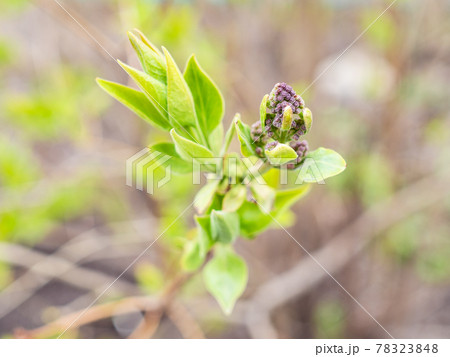 bud of lilac plant close up and blurred meadow 78323848