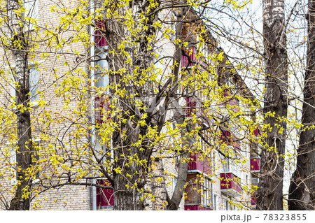 new foliage on old trees near apartment house 78323855