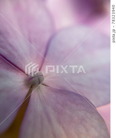 ピンクの紫陽花の花びらと蕾 78323940