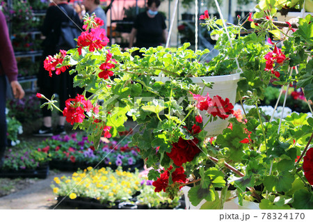 Late spring - beginning of summer, beautiful  flowers and plants in Zagreb, Croatia 78324170