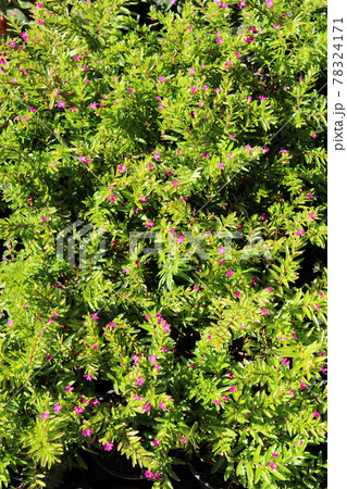 Late spring - beginning of summer, beautiful  flowers and plants in Zagreb, Croatia 78324171