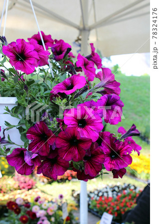 Late spring - beginning of summer, beautiful  flowers and plants in Zagreb, Croatia 78324176