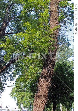 Late spring - beginning of summer, beautiful  flowers and plants in Zagreb, Croatia 78324179