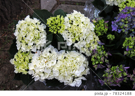 Late spring - beginning of summer, beautiful flowers and plants in Zagreb, Croatia Late spring - beginning of summer, beautiful flowers and plants in Zagreb, Croatia 78324188