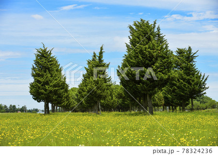 Wild flowers and pines, Patagonia 78324236