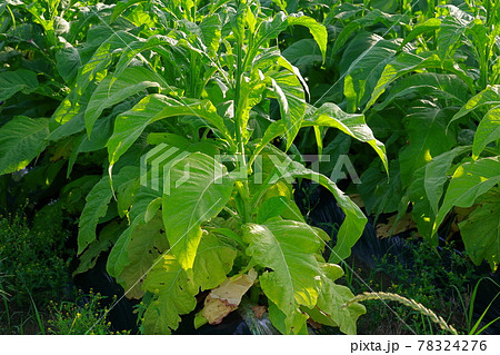 タバコ畑 煙草 煙草の葉 タバコ畑 煙草 煙草の葉 78324276