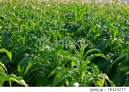 タバコ畑 煙草 煙草の葉 タバコ畑 煙草 煙草の葉 78324277