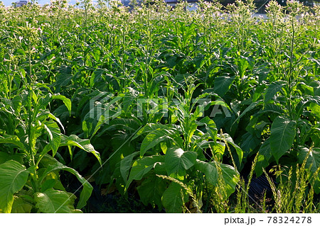 タバコ畑 煙草 煙草の葉 タバコ畑 煙草 煙草の葉 78324278