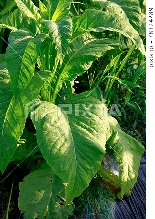 タバコ畑 煙草 煙草の葉 タバコ畑 煙草 煙草の葉 78324289