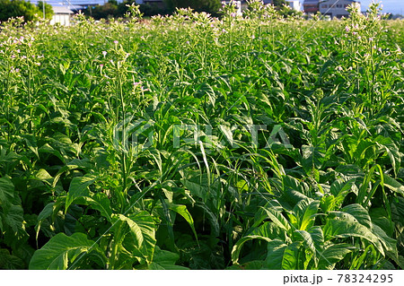 タバコ畑　煙草　煙草の葉 78324295