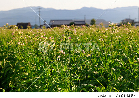 タバコ畑 煙草 煙草の葉 タバコ畑 煙草 煙草の葉 78324297