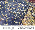 京都の秋の落ち葉 78324324
