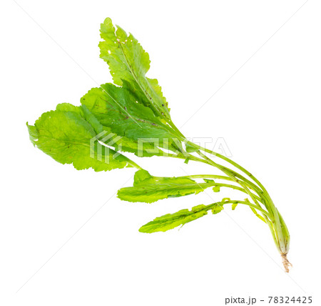 twig of fresh organic green tsitsmati cress herb 78324425