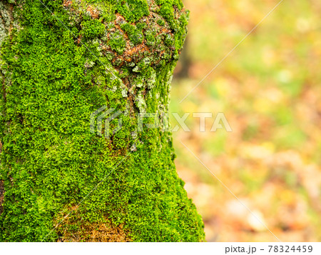wet tree trunk overgrown with moss in park in rain 78324459