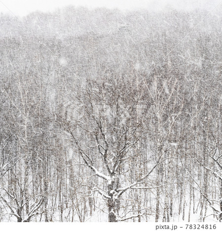falling snow and black bare oak tree in forest falling snow and black bare oak tree in forest 78324816