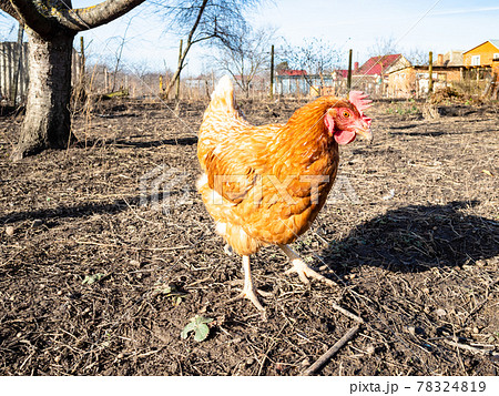 red chicken walks in empty garden 78324819