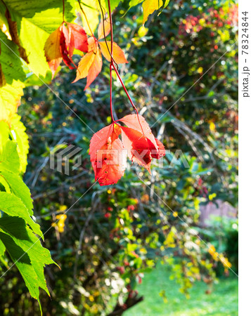 colorful bush illuminated by sun on backyard 78324844