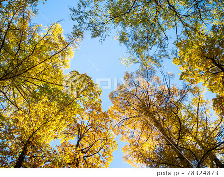 view of tops of oak, larch and birch trees 78324873