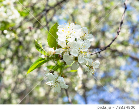 twig with many white blossoms in orchard in spring twig with many white blossoms in orchard in spring 78324900