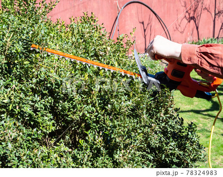 man cuts green bush with electric hedge trimmer 78324983