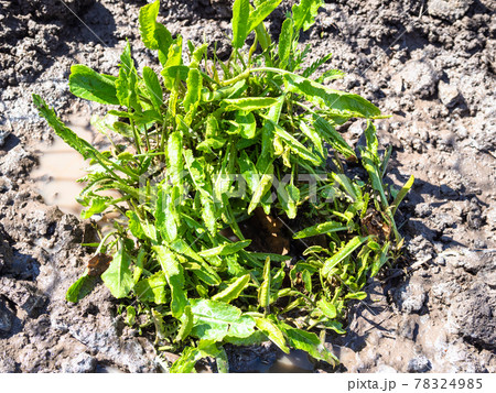 freshly transplanted horseradish bush in wet soil freshly transplanted horseradish bush in wet soil 78324985
