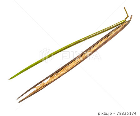 fresh and dried bean pods of catalpa tree on white fresh and dried bean pods of catalpa tree on white 78325174
