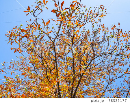 horse-chestnut with orange and yellow leaves 78325177