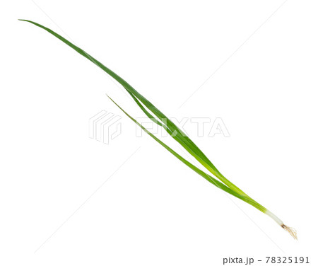 twig of fresh scallions (green onions) cutout twig of fresh scallions (green onions) cutout 78325191