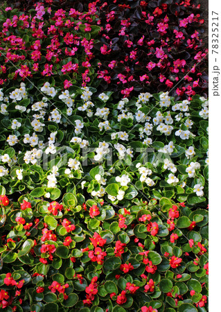 Late spring - beginning of summer, beautiful flowers and plants in Zagreb, Croatia Late spring - beginning of summer, beautiful flowers and plants in Zagreb, Croatia 78325217