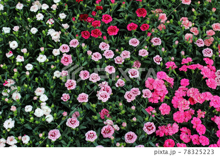 Late spring - beginning of summer, beautiful  flowers and plants in Zagreb, Croatia 78325223