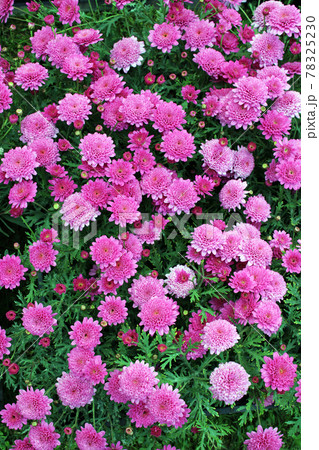 Late spring - beginning of summer, beautiful  flowers and plants in Zagreb, Croatia 78325230