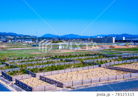 みちのく潮風トレイル　防潮堤から東日本大震災遺構　気仙沼向洋高校旧校舎と防潮林を見渡す 78325315