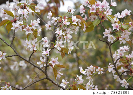 ヤマザクラ 大小山の登山道に咲く山桜 ヤマザクラ 大小山の登山道に咲く山桜 78325892