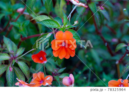 ベトナムで満開のインパチェンス 78325964