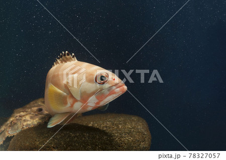 アカハタ　ハタ 78327057