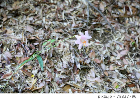 山百合の花 78327796