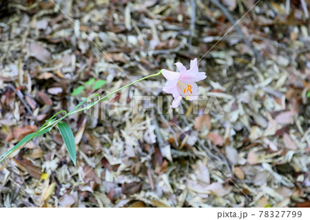 山百合の花 78327799