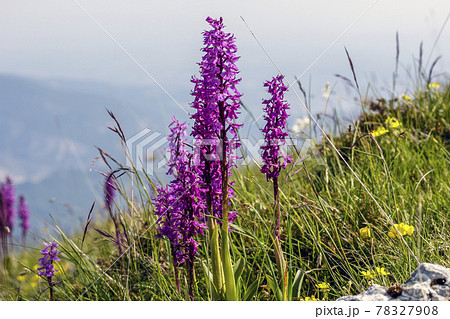 spontaneous Orchis mascula 78327908