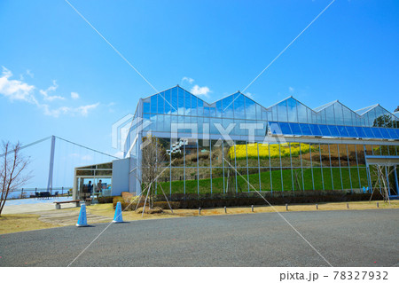 満開の菜の花畑と青い空　天空の三島スカイウォーク　スカイガーデンより望む 78327932