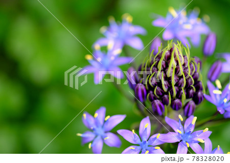 小さな花をたくさん咲かすシラーベルビアナの写真素材 7280