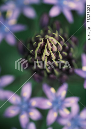 シラーベルビアナの花の中「ネガ調」 シラーベルビアナの花の中「ネガ調」 78328021
