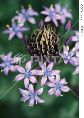 花火のように広がる綺麗なシラーベルビアナの花の写真素材 花火のように広がる綺麗なシラーベルビアナの花の写真素材
